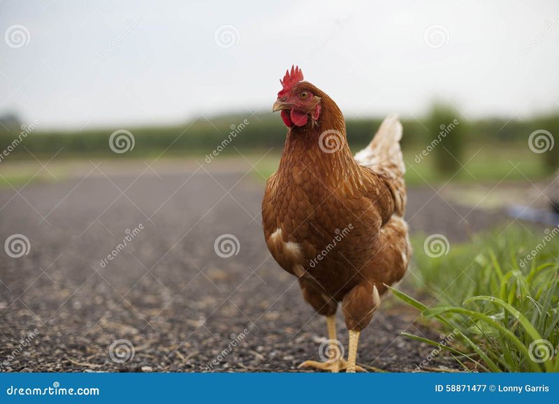 Descubre los secretos detrás de la famosa Chicken Road en España - overview