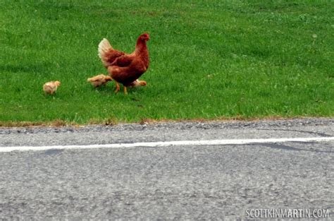 Spain - chicken road game